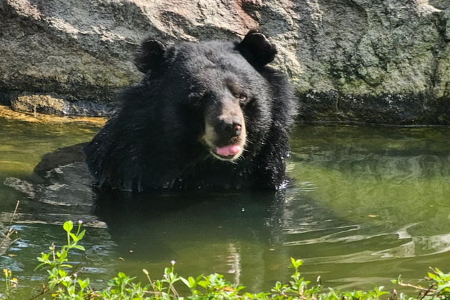 Фото экскурсии - Сафари-тур и отдых на Звездном пляже в экзотическом Фукуока - 10