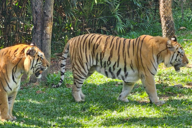 Фото экскурсии - Сафари-тур и отдых на Звездном пляже в экзотическом Фукуока - 12