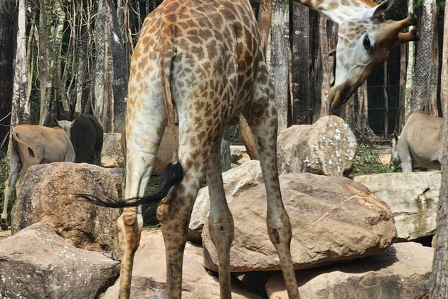 Фото экскурсии - Сафари-тур и отдых на Звездном пляже в экзотическом Фукуока - 13