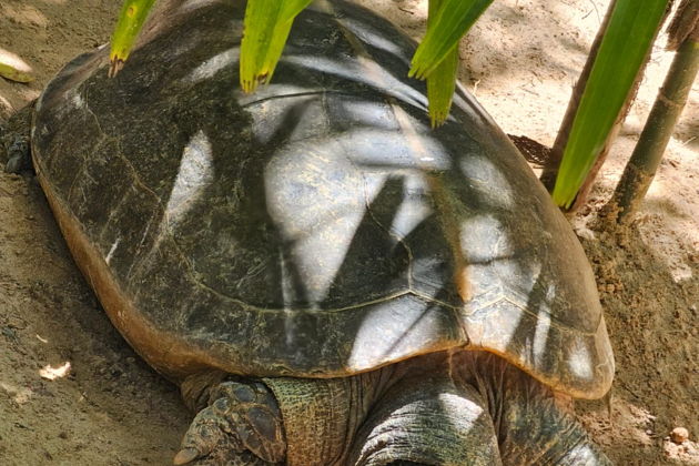 Фото экскурсии - Сафари-тур и отдых на Звездном пляже в экзотическом Фукуока - 14