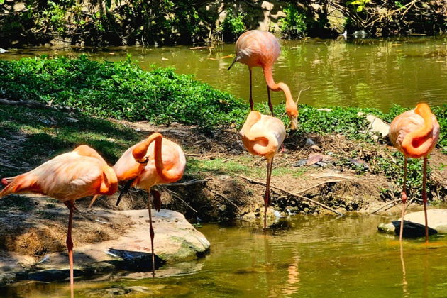 Фото экскурсии - Сафари-тур и отдых на Звездном пляже в экзотическом Фукуока - 15