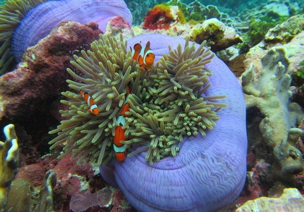 Симиланские острова — РАННИЙ ВЫЕЗД: первыми на райские острова (Comfort+) - фото 4