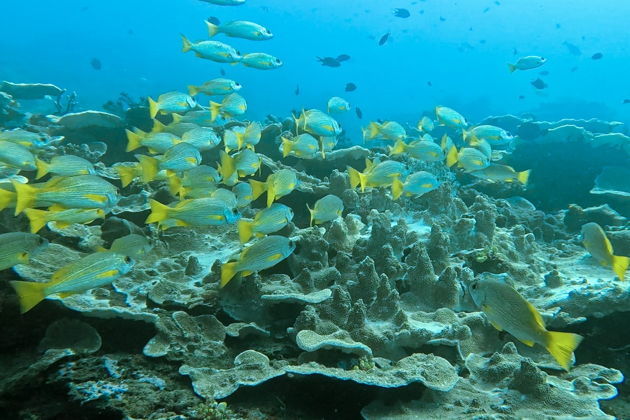 Фото экскурсии - Две жемчужины моря: Рача и Корал Айленд - воплощение мечты о тропическом рае - 10