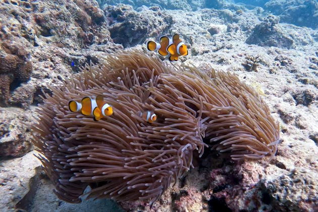 Фото экскурсии - Две жемчужины моря: Рача и Корал Айленд - воплощение мечты о тропическом рае - 12