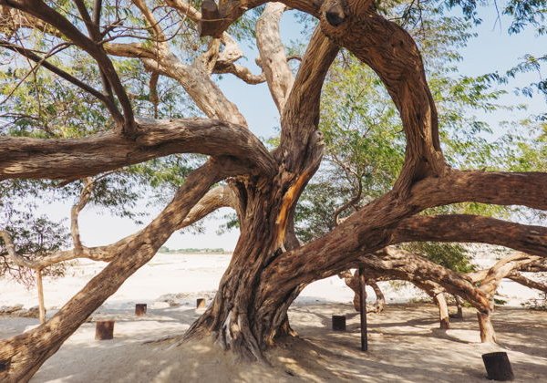 Обзорная экскурсия по Бахрейну — 5000 лет истории за один день - фото 4