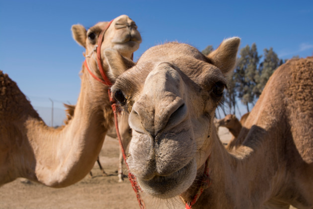 Фото - экскурсия: Пустыня Бахрейна за четыре часа: древние курганы, трасса Формулы-1 и Дерево жизни