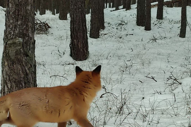 Фото - экскурсия: Куршская коса - это поразительный заповедник дикой природы