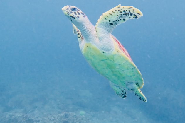 Фото экскурсии - Два дня на островах Пхи-Пхи с огненным представлением - 15