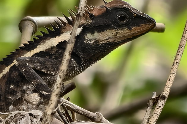 Фото экскурсии - Пханг-Нга: встреча рассвета, исследование пещер и рафтинг в дикой природе Таиланда - 4