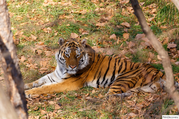 Фото - экскурсия: От таежного царства до побережья из хрусталя: сафари, мыс Шмидта и Стеклянная бухта