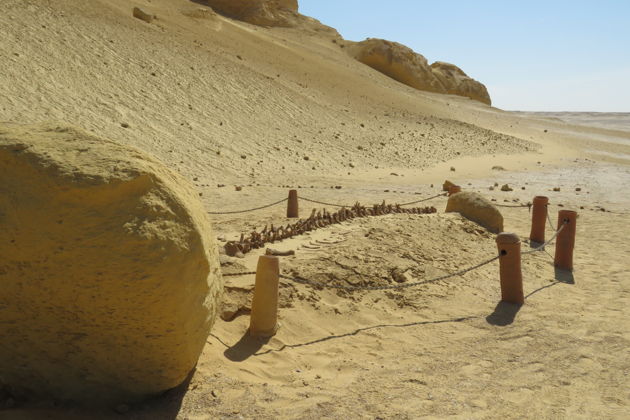 Фото экскурсии - Пустынное сафари в Файюме с посещением Вади-аль-Хитан и водопадов - 2