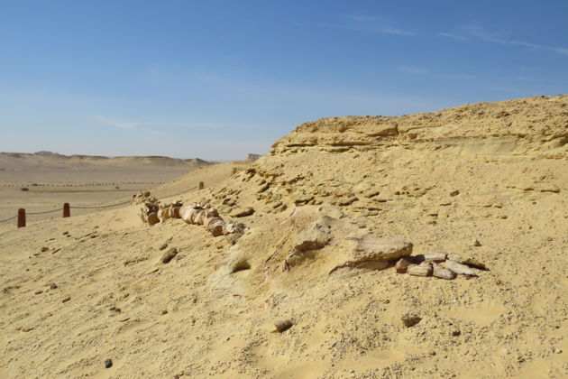 Фото экскурсии - Пустынное сафари в Файюме с посещением Вади-аль-Хитан и водопадов - 4