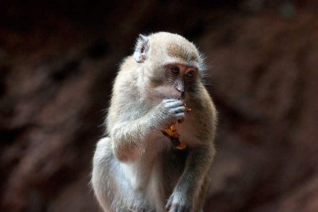 Фото экскурсии - Экстремальное путешествие по тропическим лесам Таиланда - 13