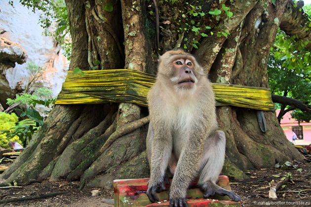 Фото экскурсии - Экстремальное путешествие по тропическим лесам Таиланда - 5