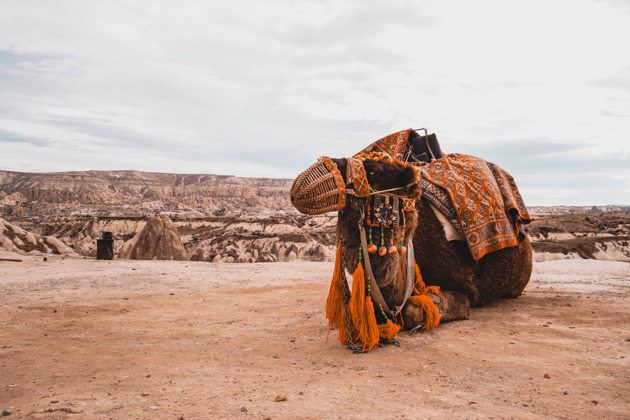 Фото - экскурсия: Сафари на верблюдах по Каппадокии