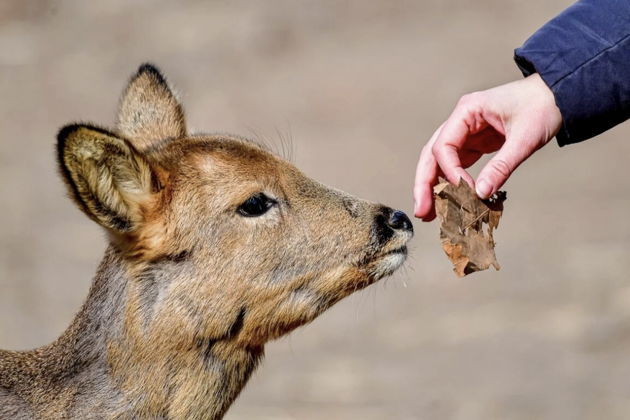 Фото экскурсии - Сафари-парк и три знаменитые бухты Владивостока дикая природа и морские легенды - 1