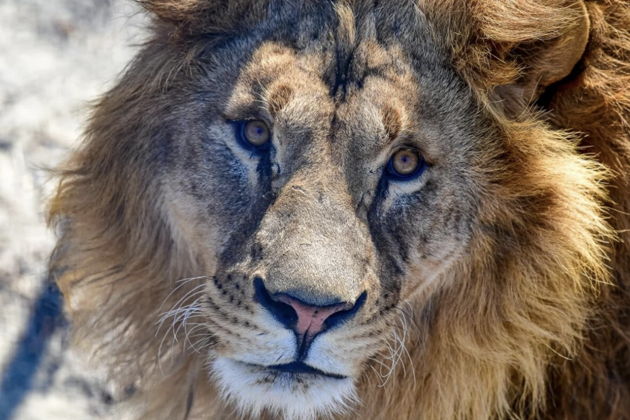 Фото экскурсии - Сафари-парк и три знаменитые бухты Владивостока дикая природа и морские легенды - 10