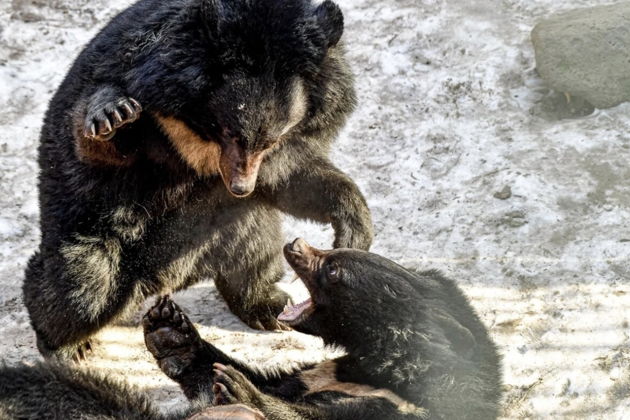 Фото экскурсии - Сафари-парк и три знаменитые бухты Владивостока дикая природа и морские легенды - 12