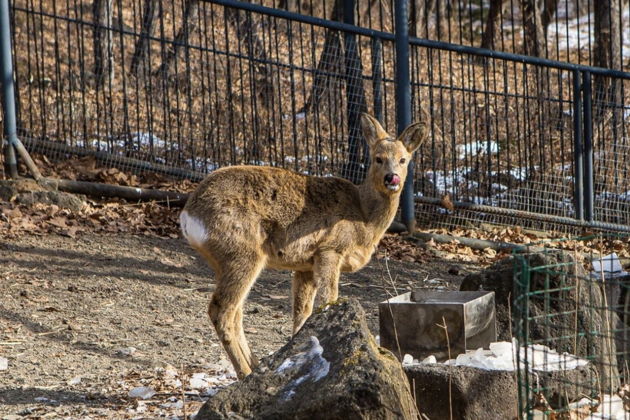 Фото экскурсии - Сафари-парк и три знаменитые бухты Владивостока дикая природа и морские легенды - 13