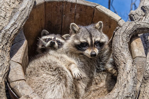 Фото экскурсии - Сафари-парк и три знаменитые бухты Владивостока дикая природа и морские легенды - 14