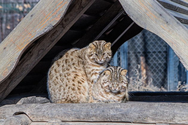 Фото экскурсии - Сафари-парк и три знаменитые бухты Владивостока дикая природа и морские легенды - 15