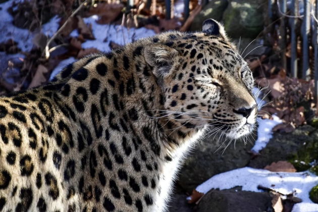 Фото экскурсии - Сафари-парк и три знаменитые бухты Владивостока дикая природа и морские легенды - 2