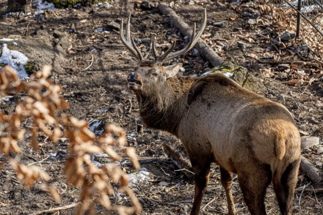 Фото экскурсии - Сафари-парк и три знаменитые бухты Владивостока дикая природа и морские легенды - 8