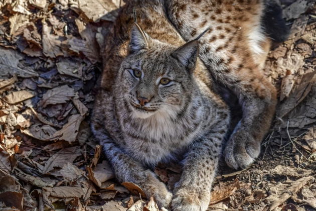 Фото экскурсии - Сафари-парк и три знаменитые бухты Владивостока дикая природа и морские легенды - 9