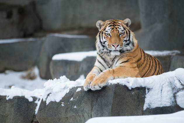 Фото - экскурсия: Сафари-парк и три знаменитые бухты Владивостока дикая природа и морские легенды