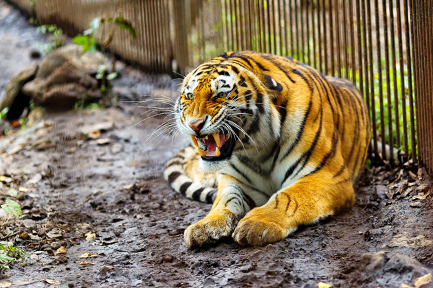 Фото - экскурсия: Сафари-парк и три знаменитые бухты Владивостока дикая природа и морские легенды