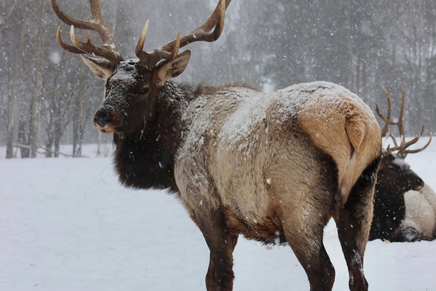Фото - экскурсия: Узнайте дикую природу Урала вблизи