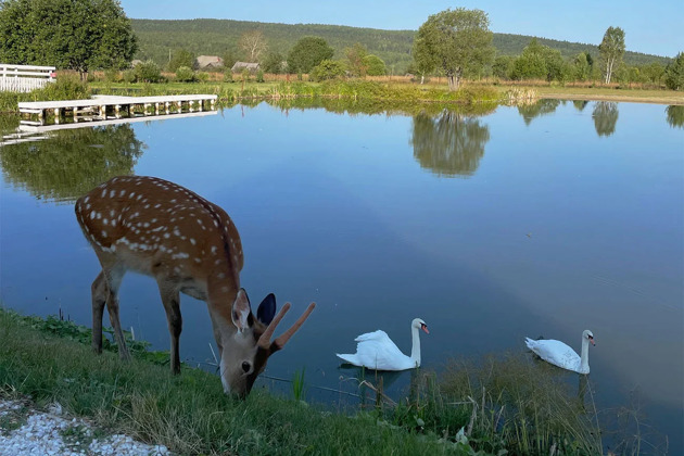 Фото - экскурсия: Узнайте дикую природу Урала вблизи