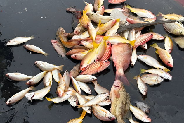 Фото экскурсии - Рыбалка на Андаманском море с трофеями, морскими приключениями и закатом - 6