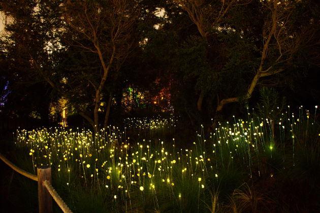 Фото экскурсии - Билет для посещения острова Аль-Нур и Дома бабочек - 7