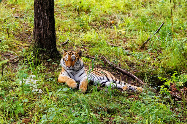 Фото - экскурсия: От таежного владыки до побережья из хрусталя: сафари, мыс Шмидта и Стеклянная бухта