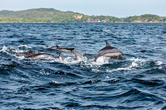 Тринкомали: наблюдение за китами, дельфинами и снорклинг на острове Нейви