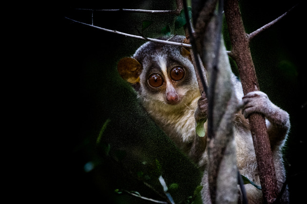Фото - экскурсия: Ночная прогулка по джунглям Сигирии - знакомство с уникальными лори в Пидурангале