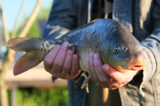 Фото - экскурсия: Рыбалка в столице Сербии