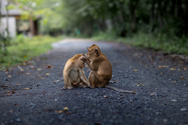 Фото - экскурсия: Прогулка по мангровым зарослям Кань Гио и визит на Остров обезьян