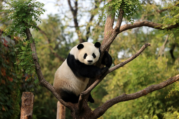 Фото - экскурсия: Ченду: панды и чайные церемонии