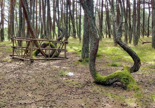 Автоэкскурсия по Куршской косе с аудиоспектаклем, входные билеты не включены - фото 2