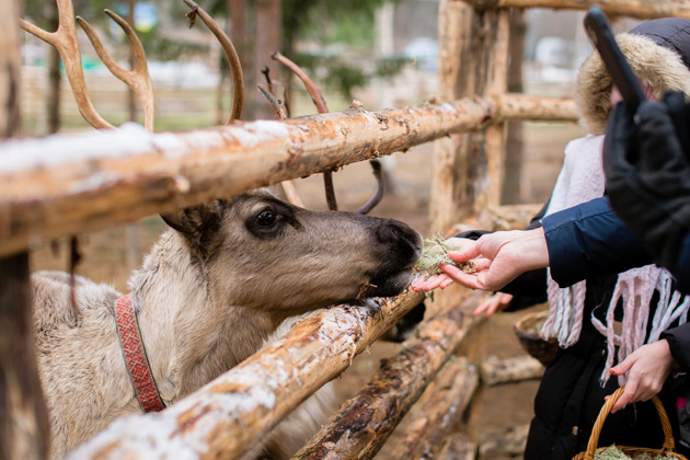 Фото - экскурсия: Погружение в Карелию: хаски, олени, водопады и мраморный каньон Рускеала