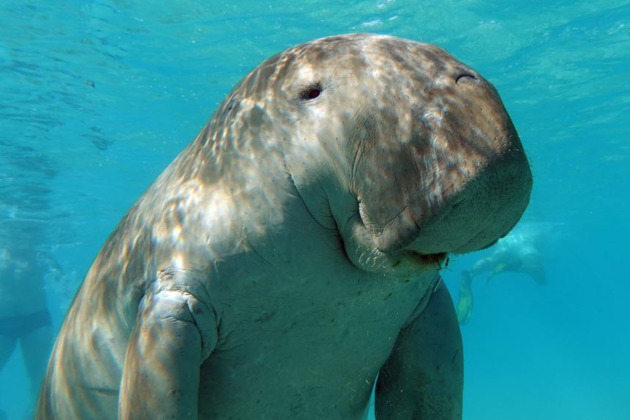 Фото - экскурсия: Марса Мубарак - место обитания морской коровы