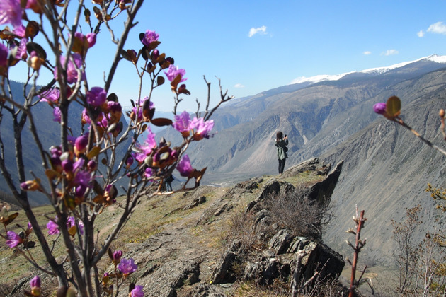 Фото - экскурсия: Тур на Алтай на 4 дня чтобы увидеть цветение маральника