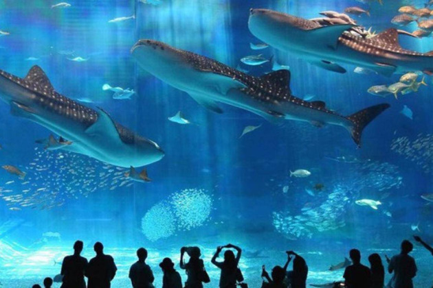 Фото - экскурсия: Огромный аквариум и зоопарк в Хургаде