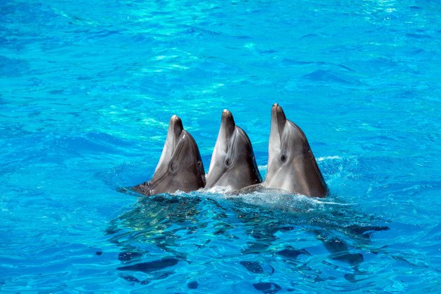 Фото - экскурсия: Захватывающее представление с дельфинами в Шарм-эль-Шейхе