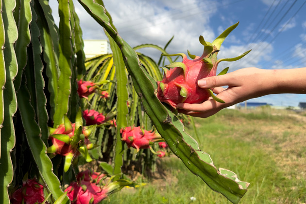 Фото - экскурсия: Санья: трехчасовая прогулка по тропическому фруктовому саду с барбекю
