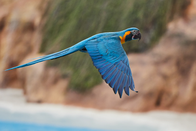 Фото - экскурсия: Билеты для посещения Лоро Парка