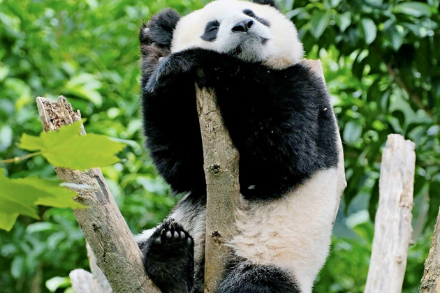 Фото - экскурсия: Транзитная экскурсия по Чэнду на 6-7 часов с посещением панд при пересадке из аэропорта или с вокзала