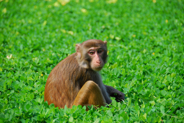 Фото - экскурсия: Остров обезьян - увлекательное семейное путешествие